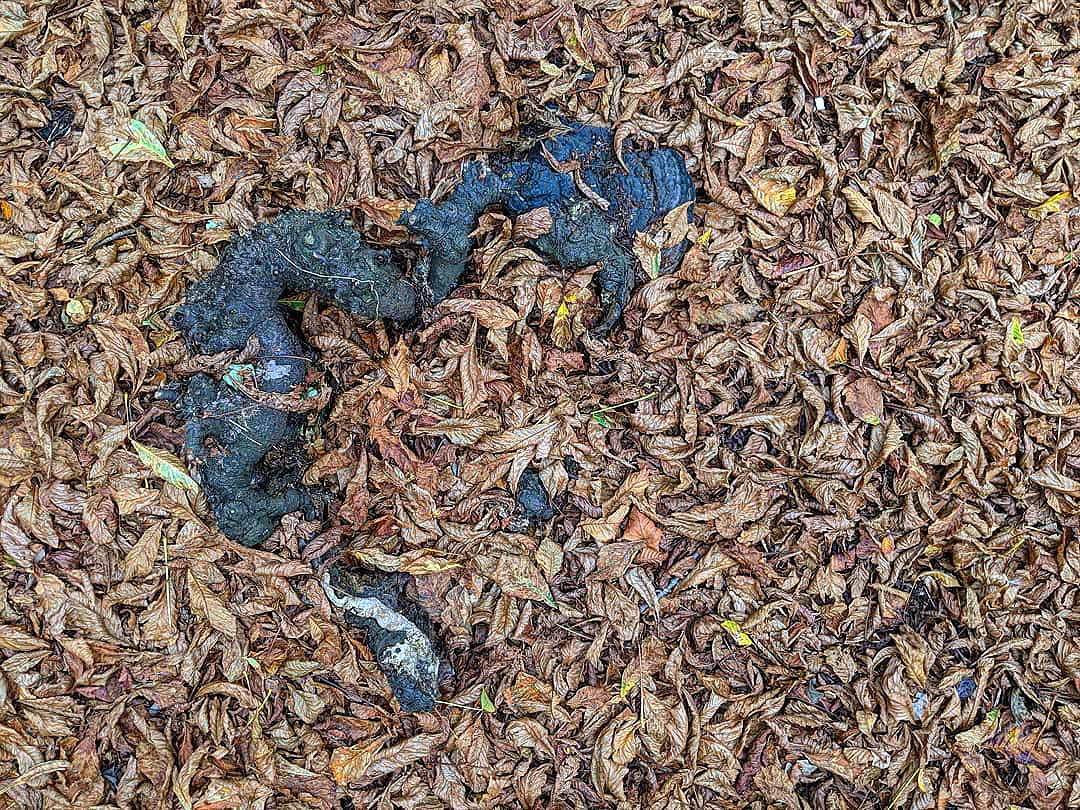 A shallow plane: tree stump partially obscured by autumn leaves
