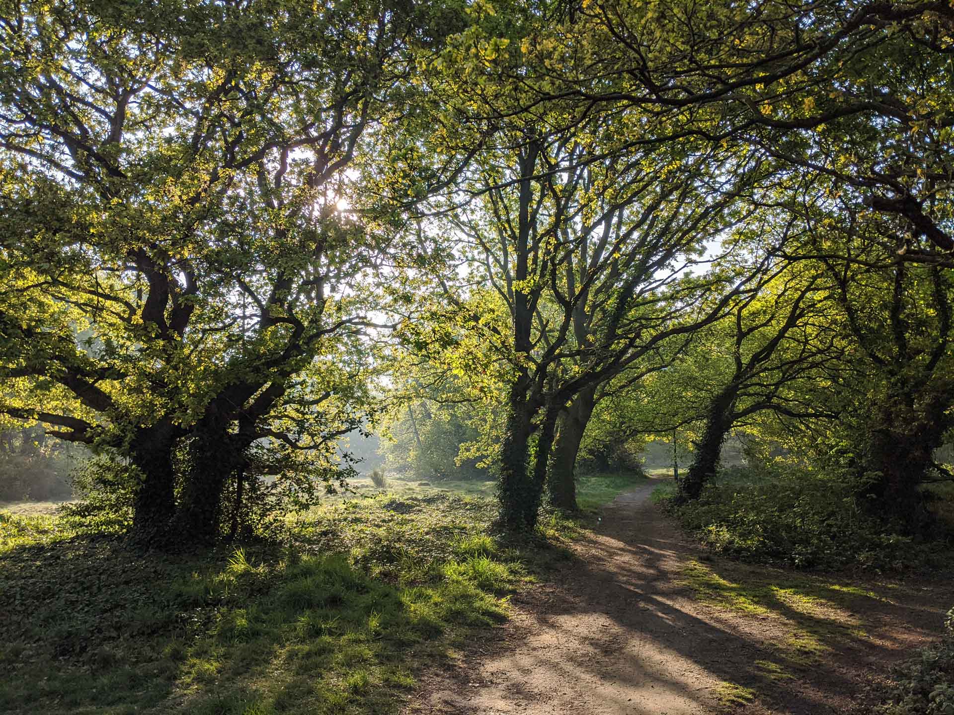 Trees on the common