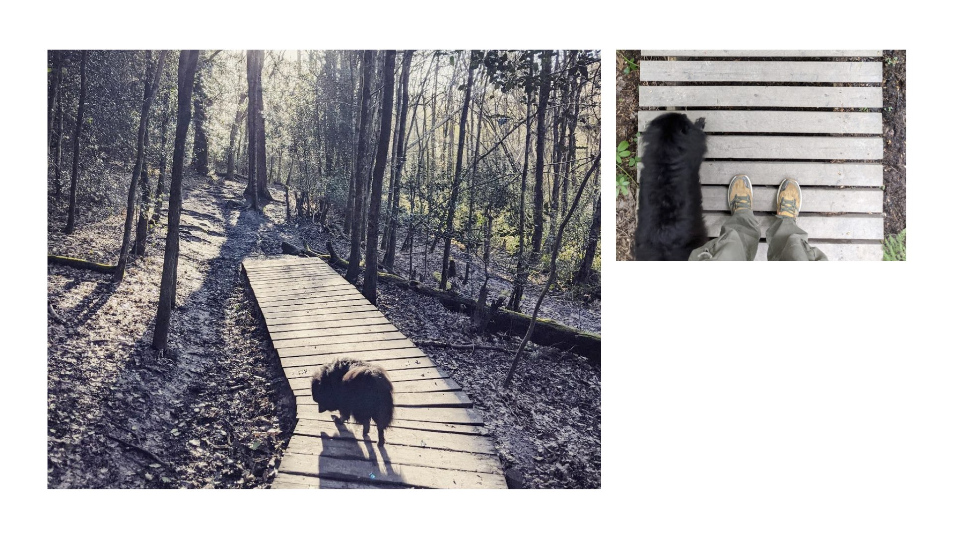 Two photos showing my dog on a wooden walkway in the woods