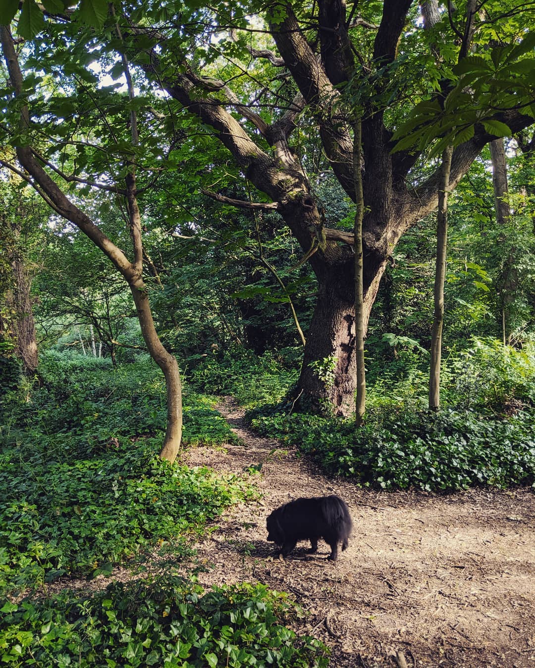 The dog amongst the woods